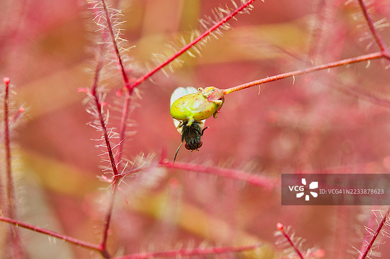 一只苍蝇停在鲜艳植物茎上的特写镜头图片素材