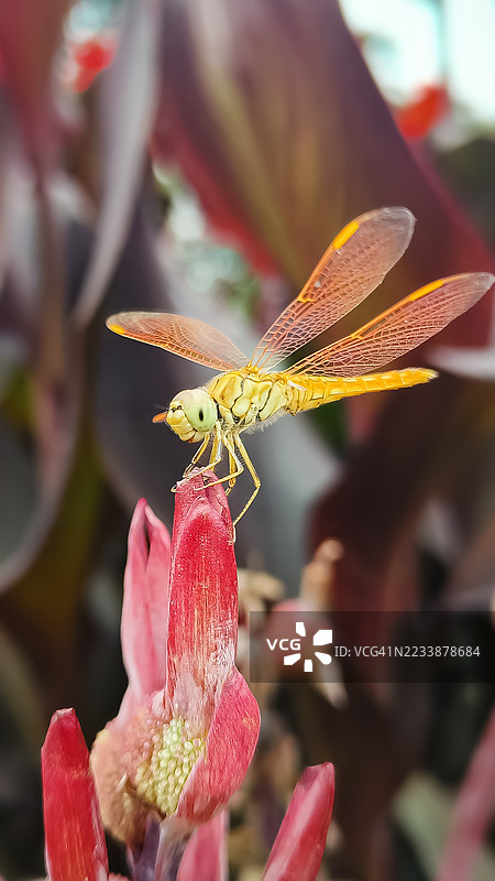 蜻蜓栖息在鲜艳的红花上图片素材