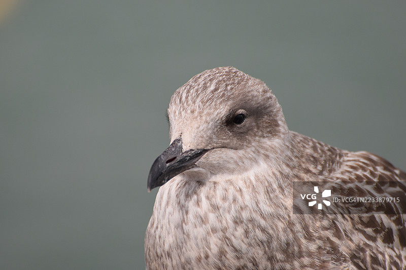 幼鸟海鸥的特写，羽毛斑驳图片素材