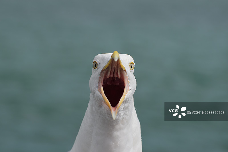 海鸥张嘴的特写镜头图片素材