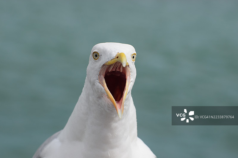 海鸥张嘴的特写镜头图片素材