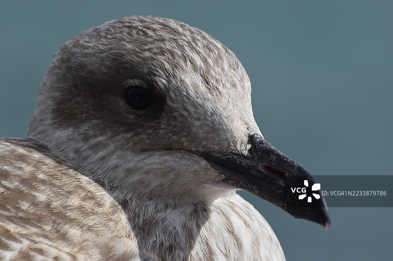海鸥特写，背景是蓝色海洋图片素材