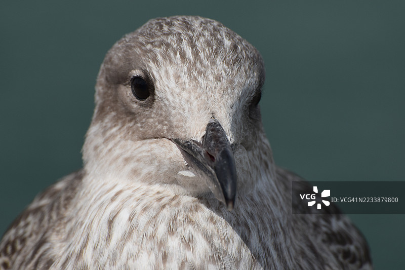 海鸥特写肖像图片素材