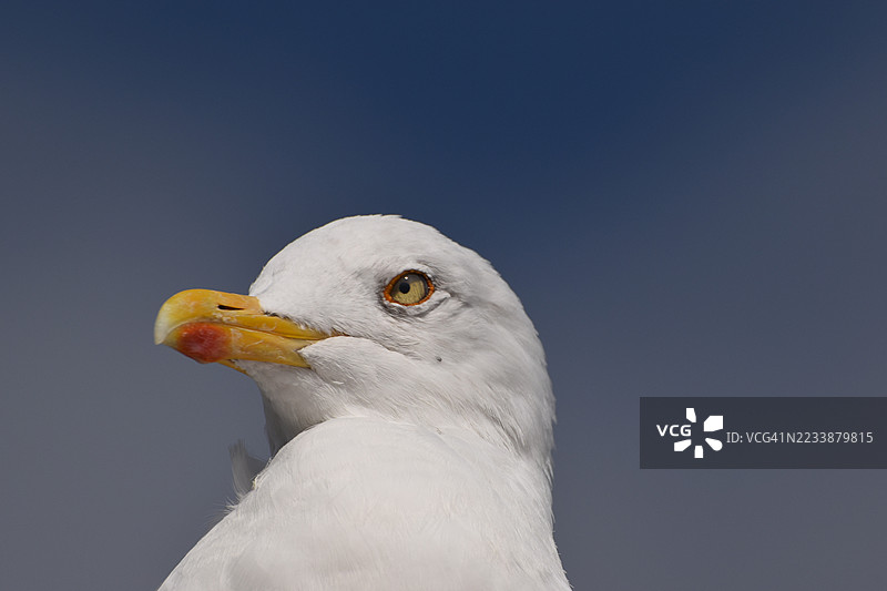 海鸥在晴朗的蓝天背景下的特写镜头图片素材