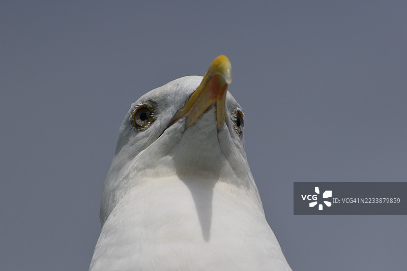 海鸥在晴朗天空中的特写镜头图片素材