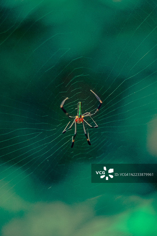 绿背景下蜘蛛在其网上的特写镜头图片素材