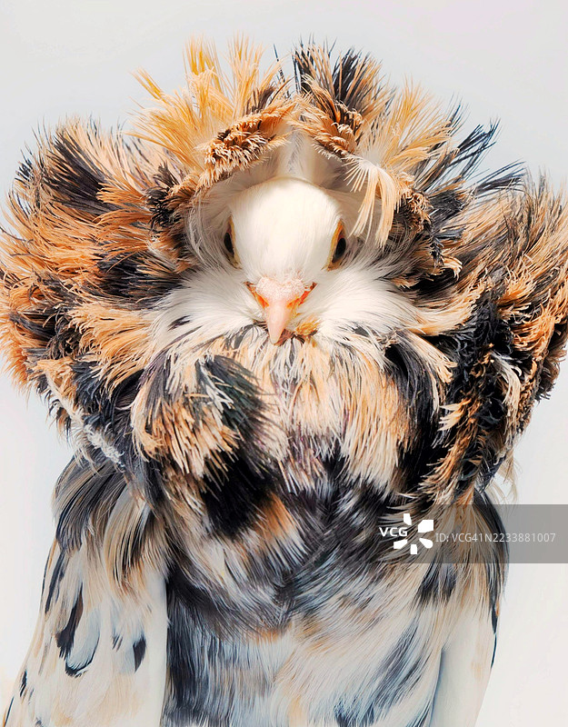 华丽鸽子的特写，羽毛图案精美复杂图片素材