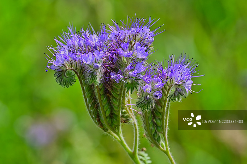 盛开的紫石竹花特写图片素材