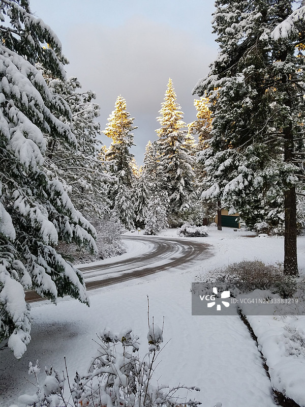 冬季森林中蜿蜒道路两旁覆盖着雪的树木图片素材