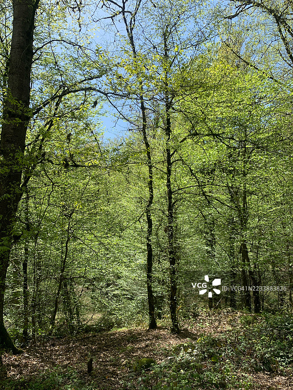 阳光照耀的森林与郁郁葱葱的绿意图片素材