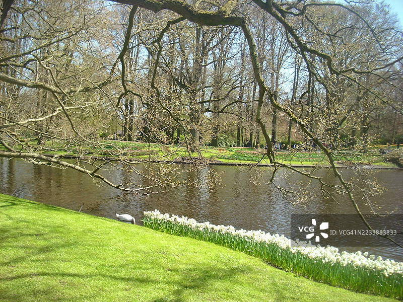 宁静的公园场景，湖泊与树木相伴图片素材