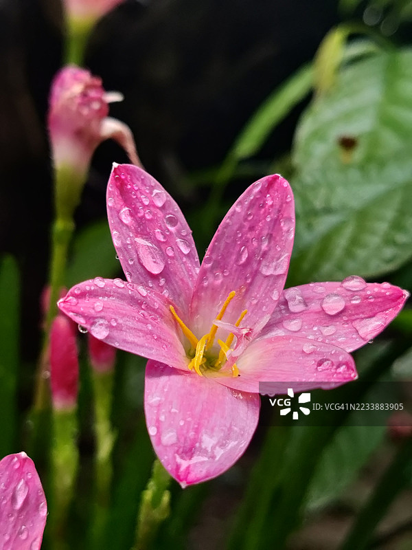 带露珠的粉色雨百合特写图片素材
