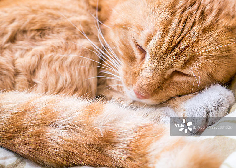 一只姜黄色猫咪安静地睡着的特写镜头图片素材