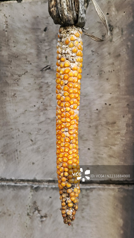 干玉米棒靠在混凝土墙上特写图片素材