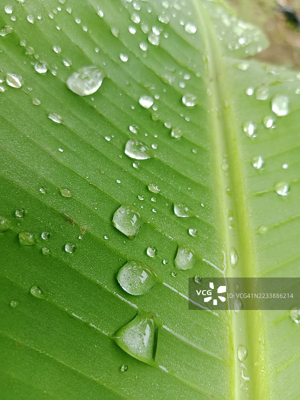 绿叶上的雨滴特写图片素材
