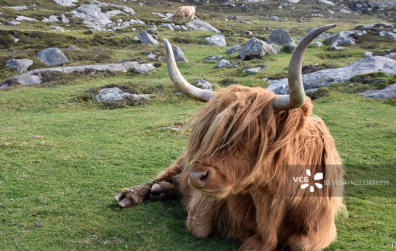 高地牛在岩石田野上休息图片素材