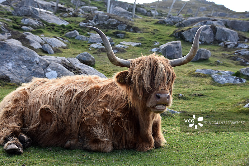 高地牛在岩石田野上休息图片素材