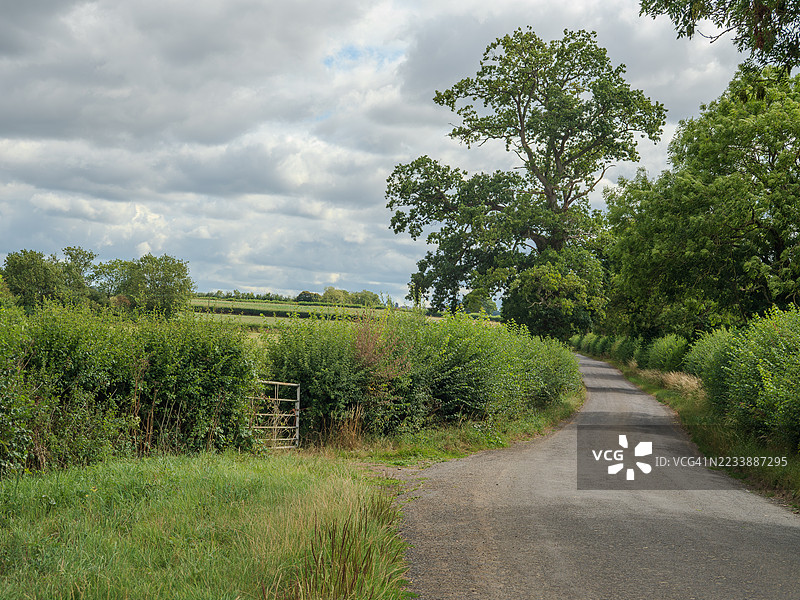 宁静的乡村道路被郁郁葱葱的绿树环绕，英国利明顿图片素材