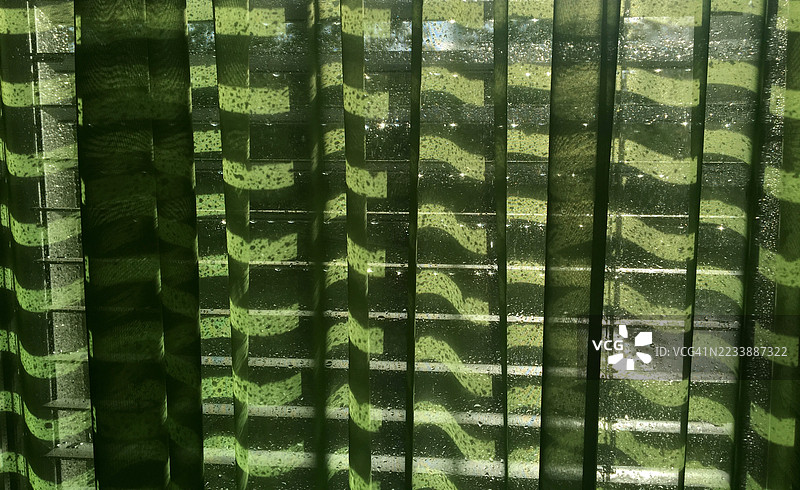 阳光透过绿色图案窗帘洒入室内图片素材