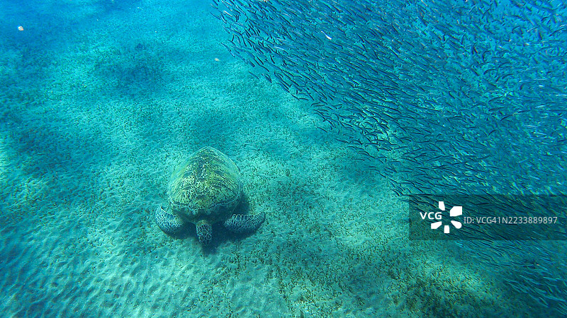 海龟在埃及马萨阿拉姆的清澈蓝水中游泳，周围是一群鱼。图片素材