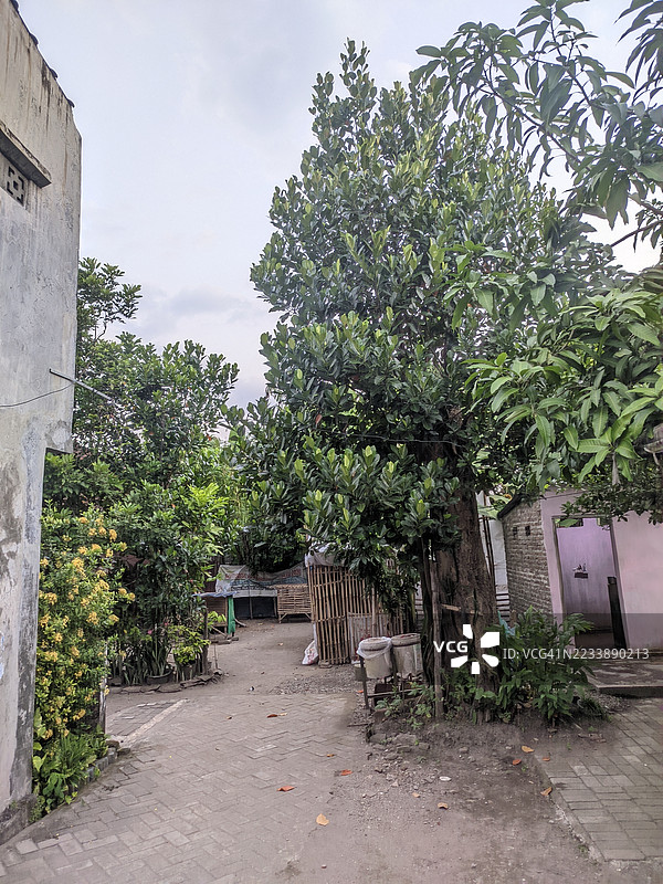 城市庭院，绿树成荫，植物繁茂图片素材