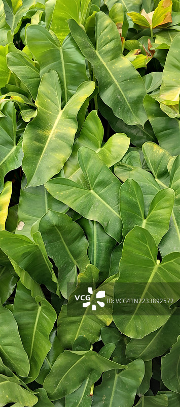 郁郁葱葱的热带绿叶特写图片素材