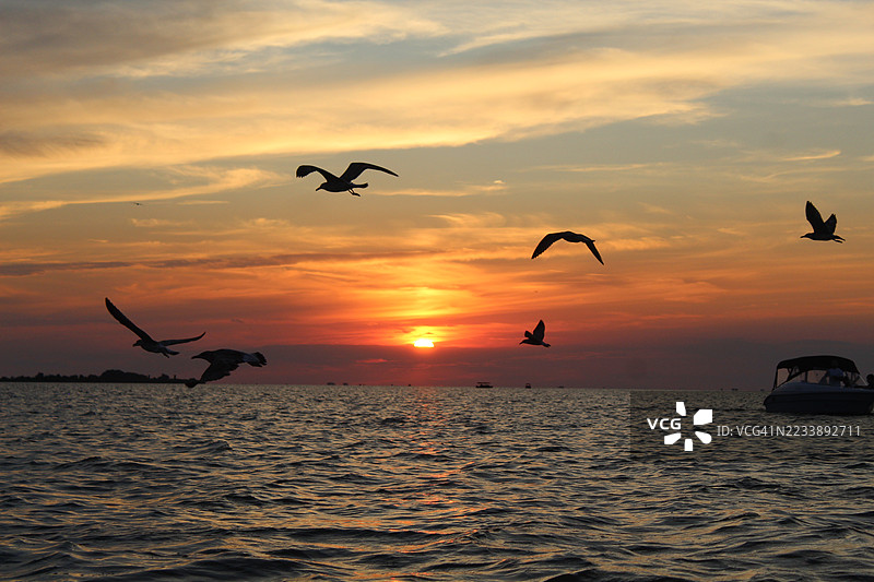 日落时分海面上飞翔的鸟类剪影图片素材