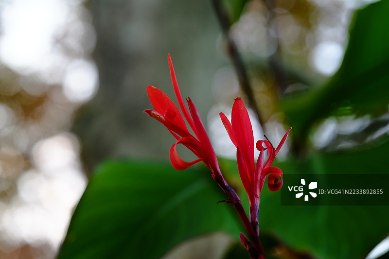 自然环境中的鲜艳红花图片素材