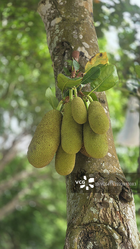 树上生长的菠萝蜜特写图片素材
