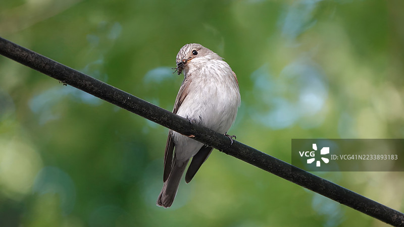 特写一只栖息在枝头、身处郁郁葱葱绿色环境中的小鸟图片素材