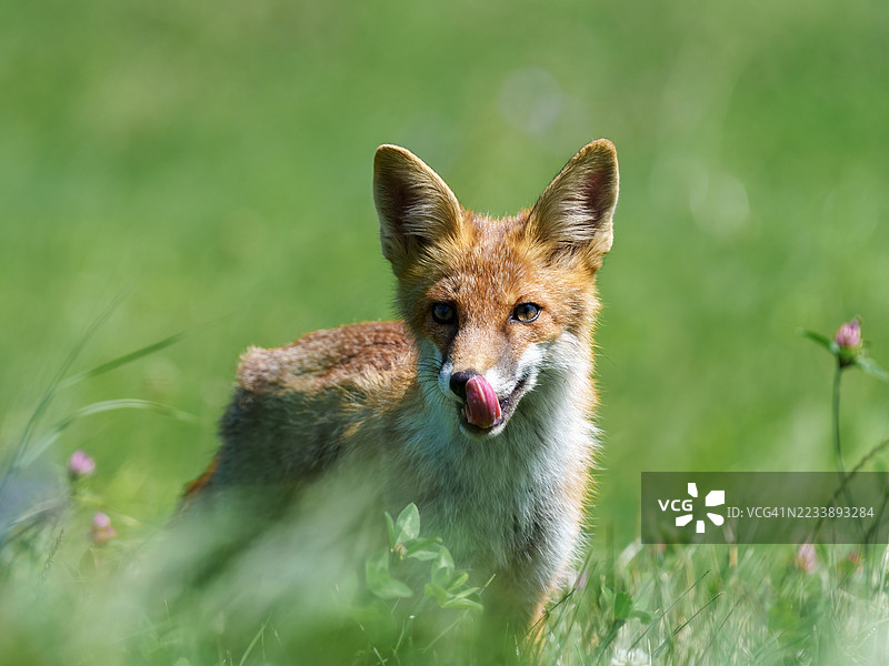 狐狸在草地上舔鼻子图片素材