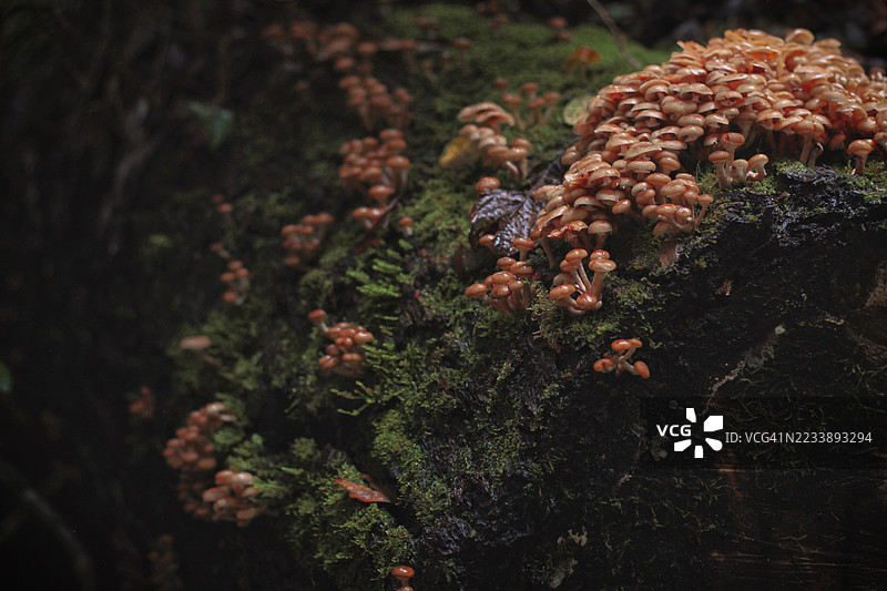 森林中长在苔藓树干上的蘑菇簇图片素材