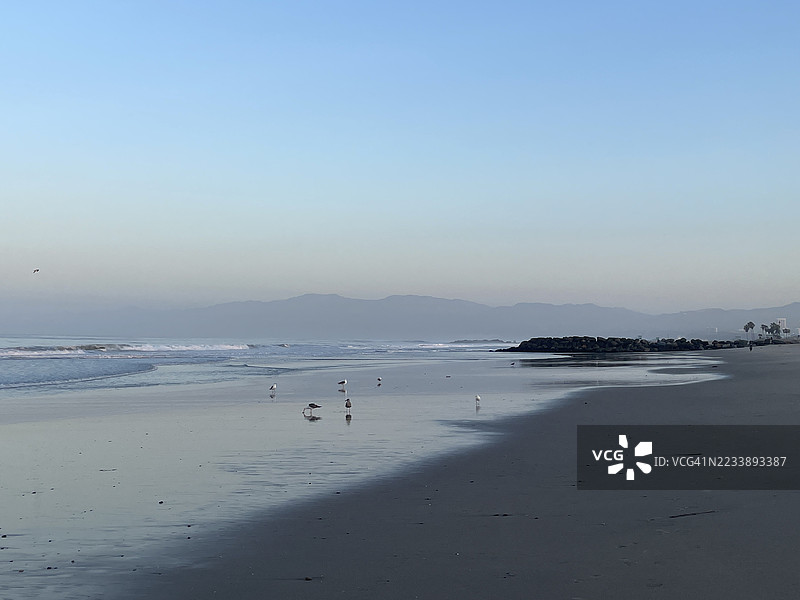 黎明时分的宁静海滩场景与海鸥图片素材