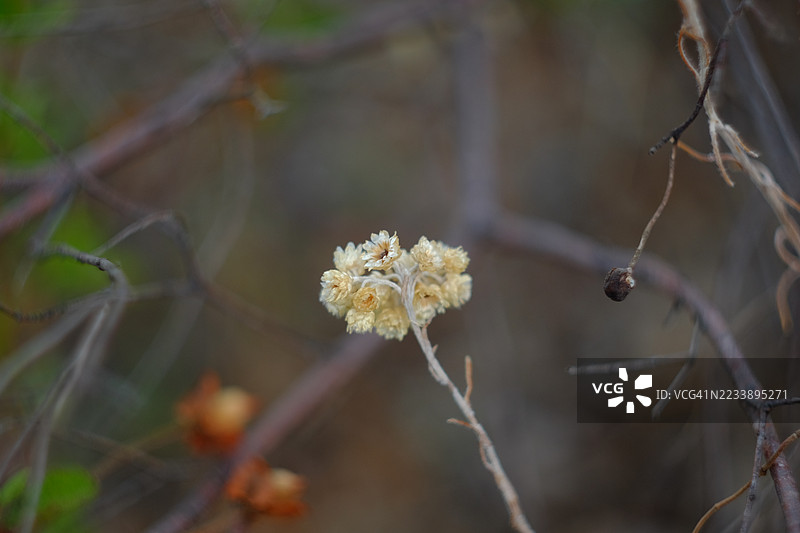自然环境中树枝上的干花特写图片素材