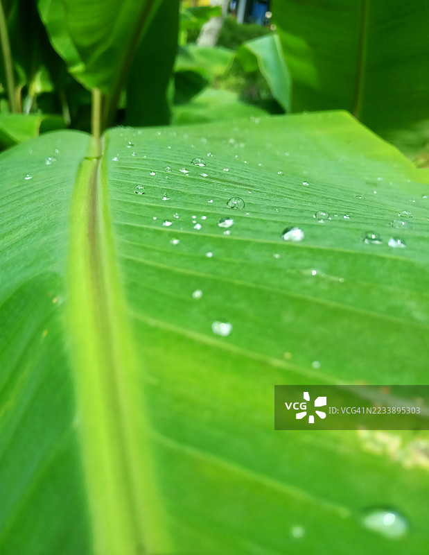 香蕉叶上的雨滴特写图片素材