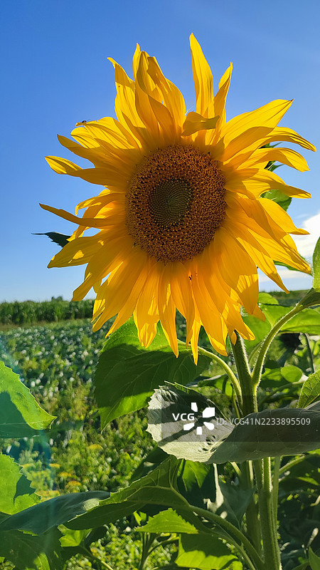 在晴朗蓝天下盛开的鲜艳向日葵图片素材