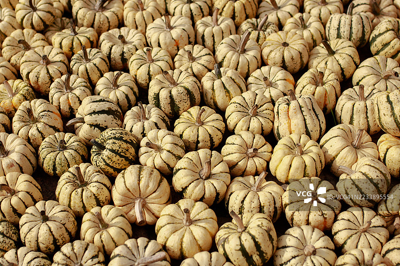 市场上丰盛的南瓜图片素材
