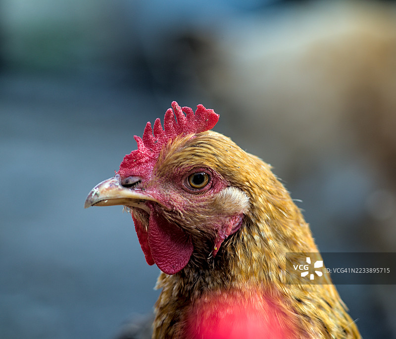 色彩斑斓的公鸡特写镜头图片素材