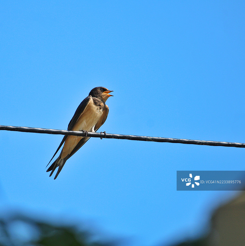 燕子栖息在电线上，背景是晴朗的蓝天图片素材