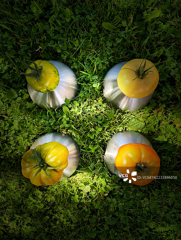 四个色彩斑斓的番茄放在金属碗里，背景是一片草地。图片素材