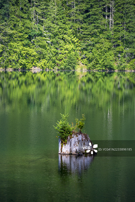 宁静的森林湖泊与树桩倒影，奎尔西恩，美国图片素材
