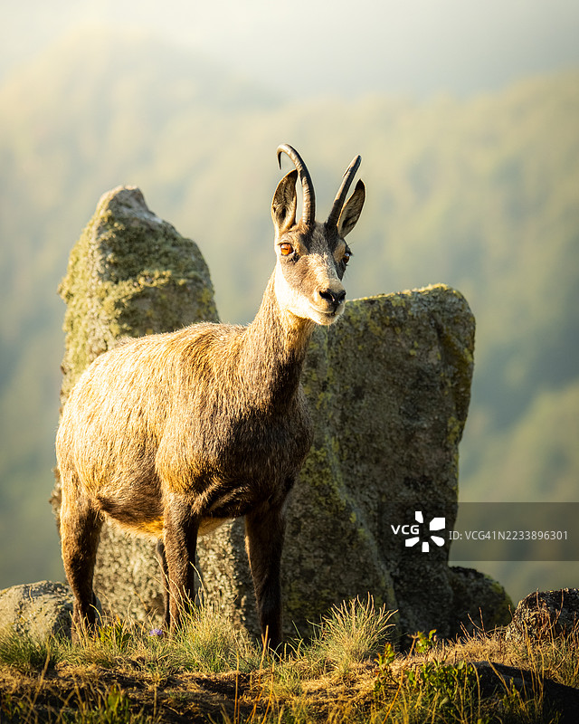 阳光明媚的草地上，一只山羊在岩石间站立图片素材