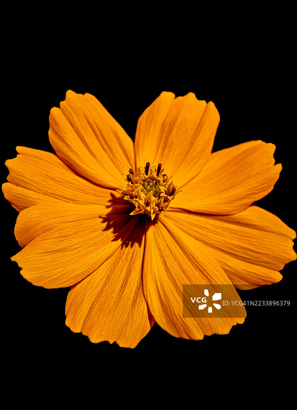 黑色背景上的鲜艳黄色大波斯菊花图片素材