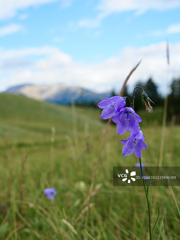 加拿大山间草甸中的紫色铃兰图片素材