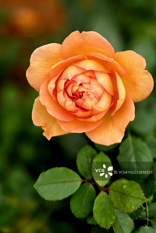 盛开的鲜艳橙色玫瑰特写图片素材