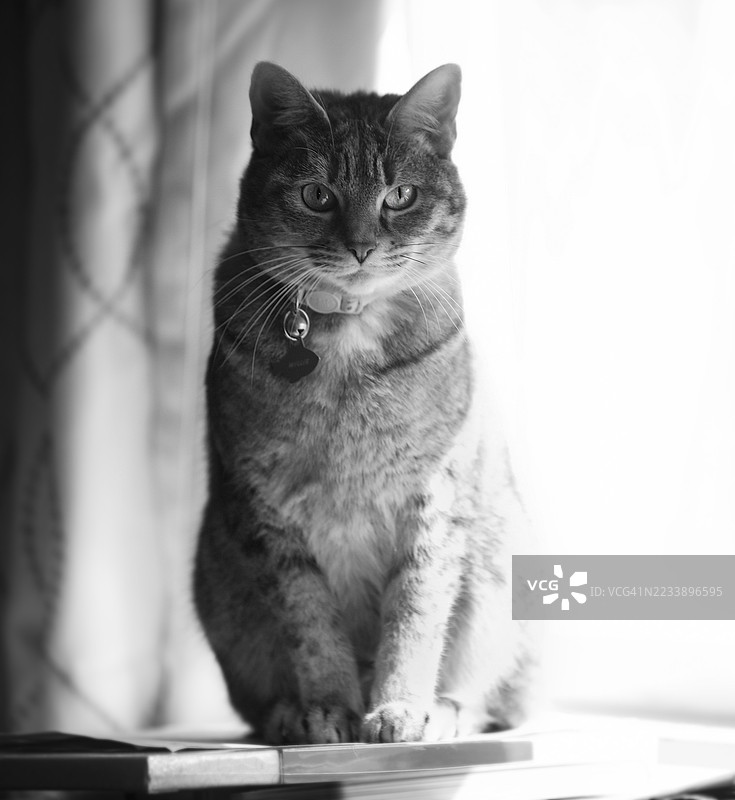 黑白肖像的虎斑猫坐在桌子上图片素材
