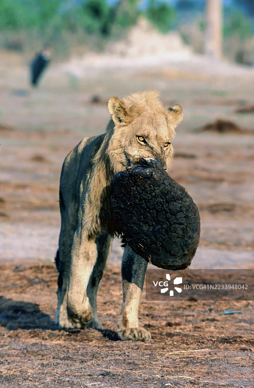 狮子与大象的脚垫图片素材