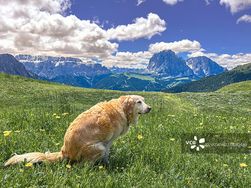 可爱的雌性金毛寻回犬在意大利南蒂罗尔的瓦尔甘登纳，塞切达山的多洛米蒂山脉安静地排便。图片素材