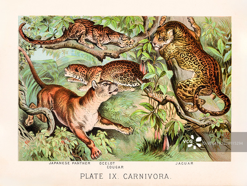 大型猫科动物彩色石版画 - 1880图片素材