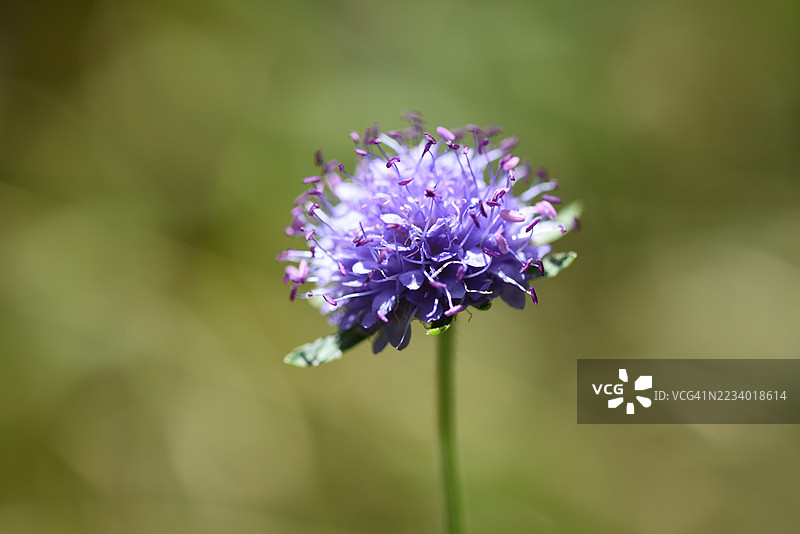 Succisa pratensis图片素材